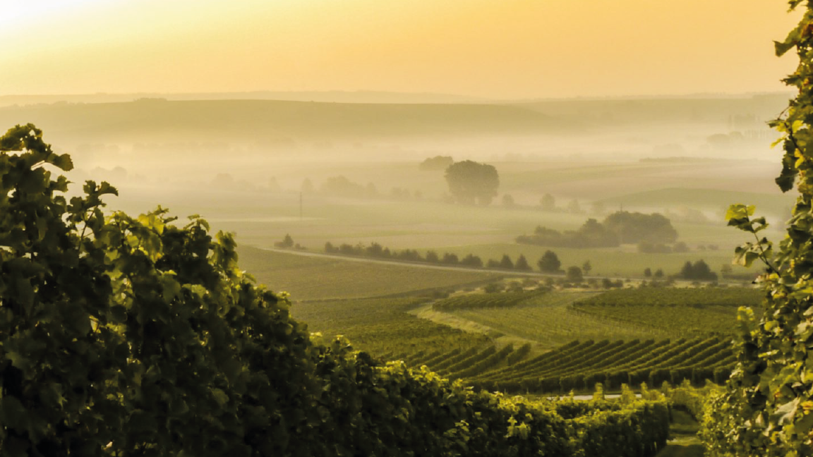 Non & Low Alcohol Wines