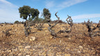 Red Wine Mileto Crianza-Bodegas Alvia