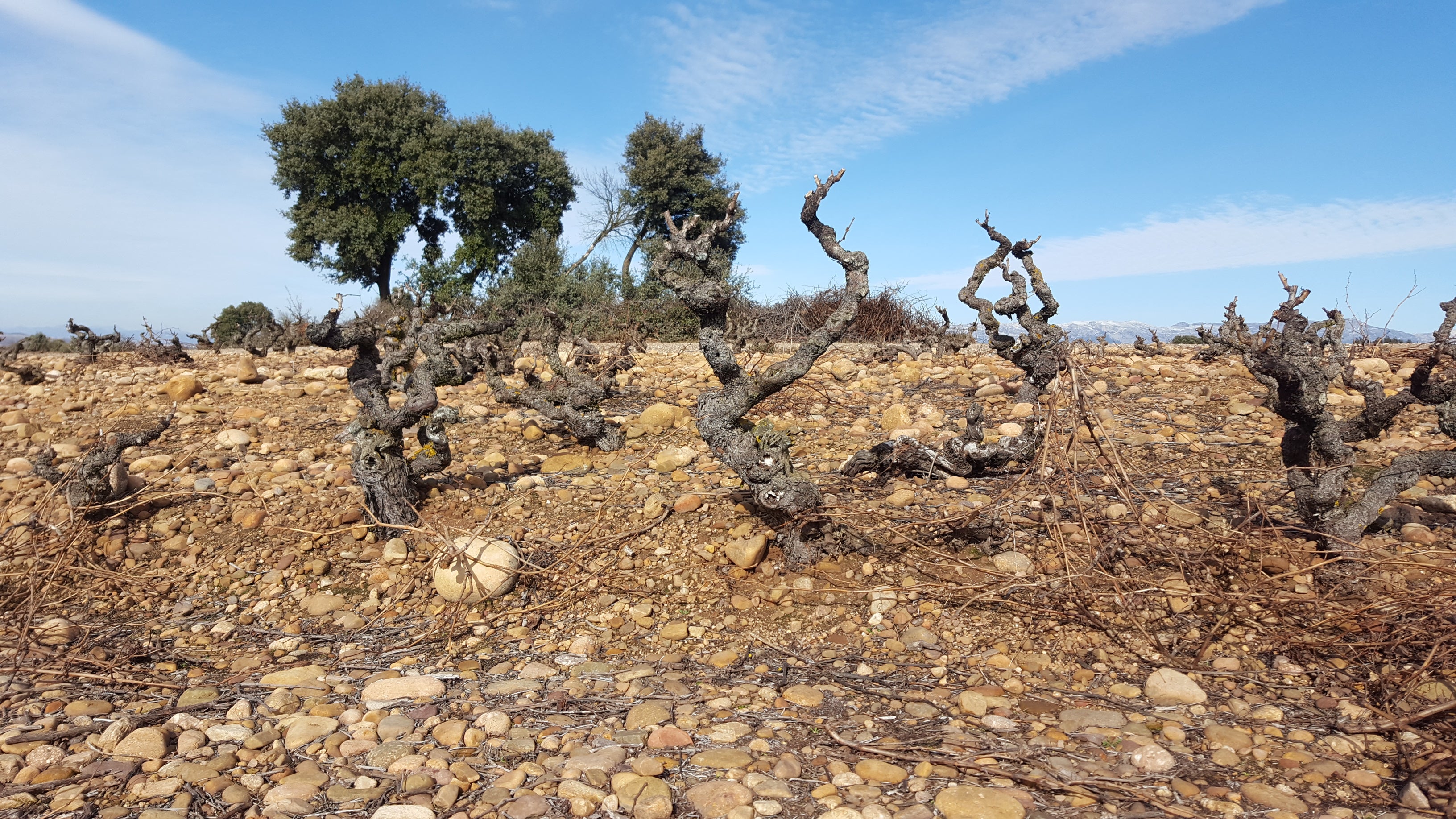 Red Wine Mileto Crianza-Bodegas Alvia