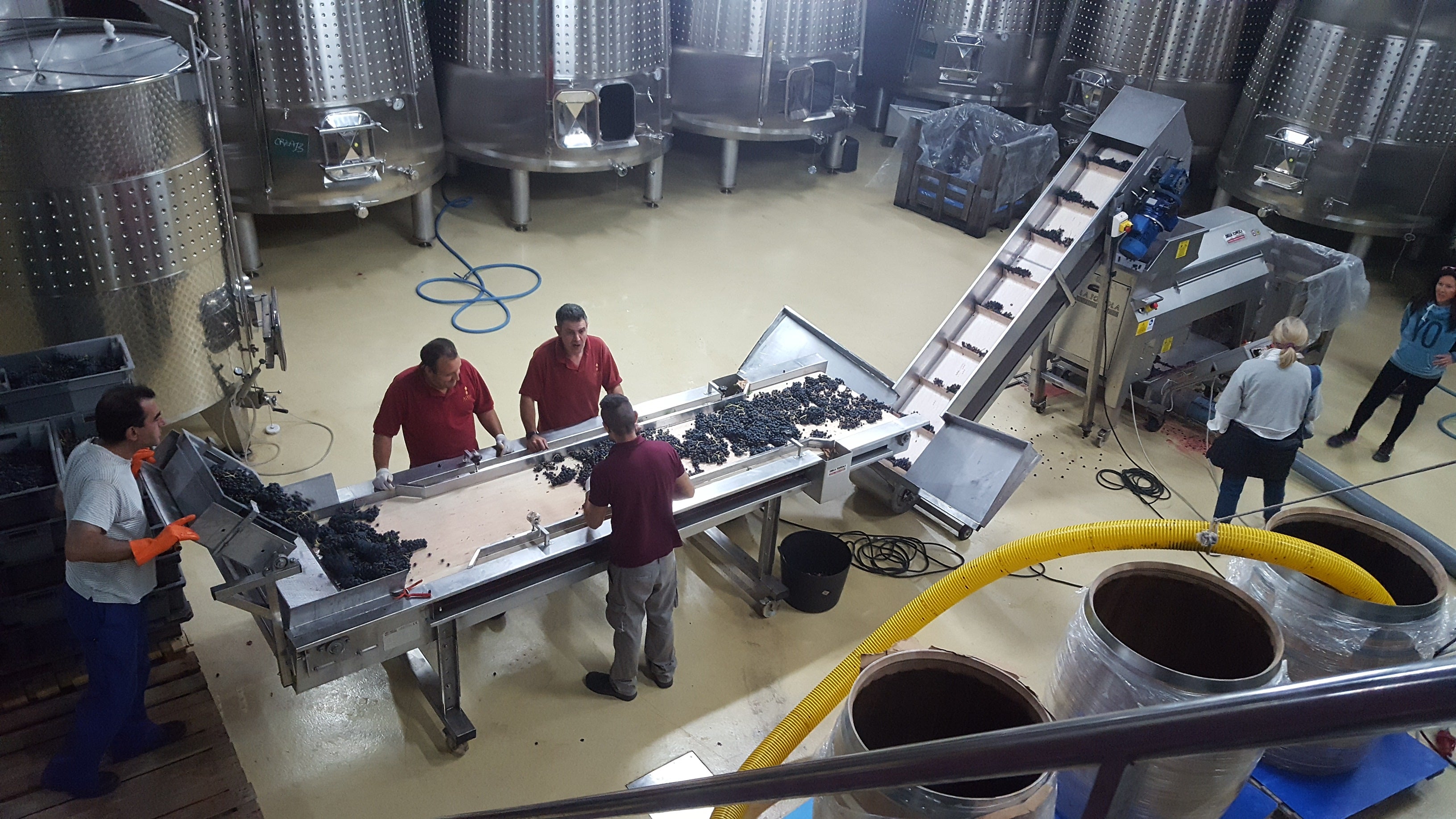 Red Wine Mileto Crianza-Bodegas Alvia