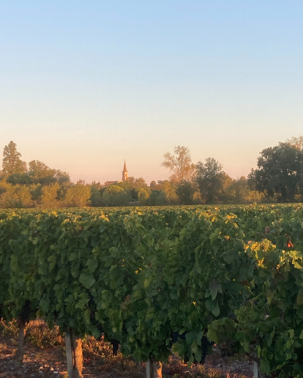 Red Wine Oz de Cailleteau-Chateau Cailleteau Bergeron