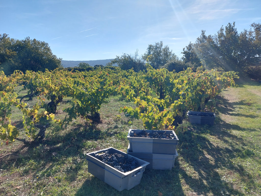 Red Wine Mileto Crianza-Bodegas Alvia
