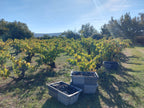 Red Wine Mileto Crianza-Bodegas Alvia