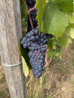 Champagne 100% Meunier Premier Cru - Roger Manceaux