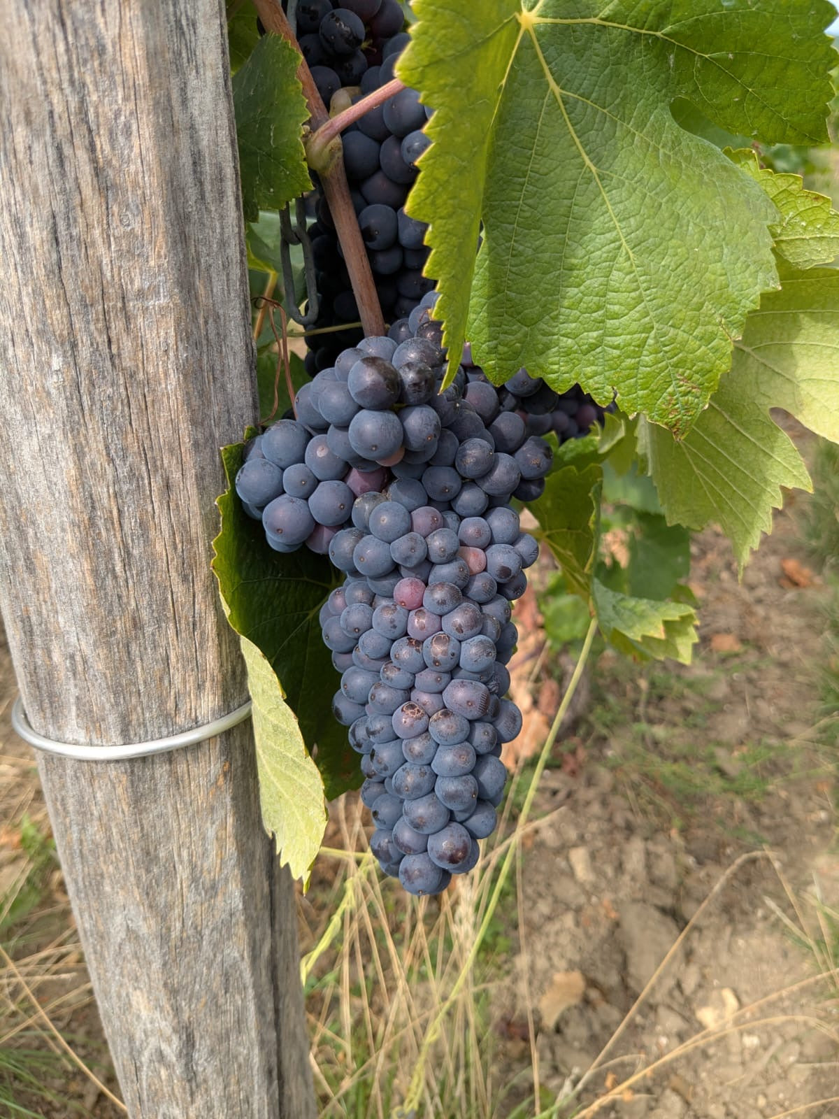 Champagne Cuvee de Reserve - Roger Manceaux
