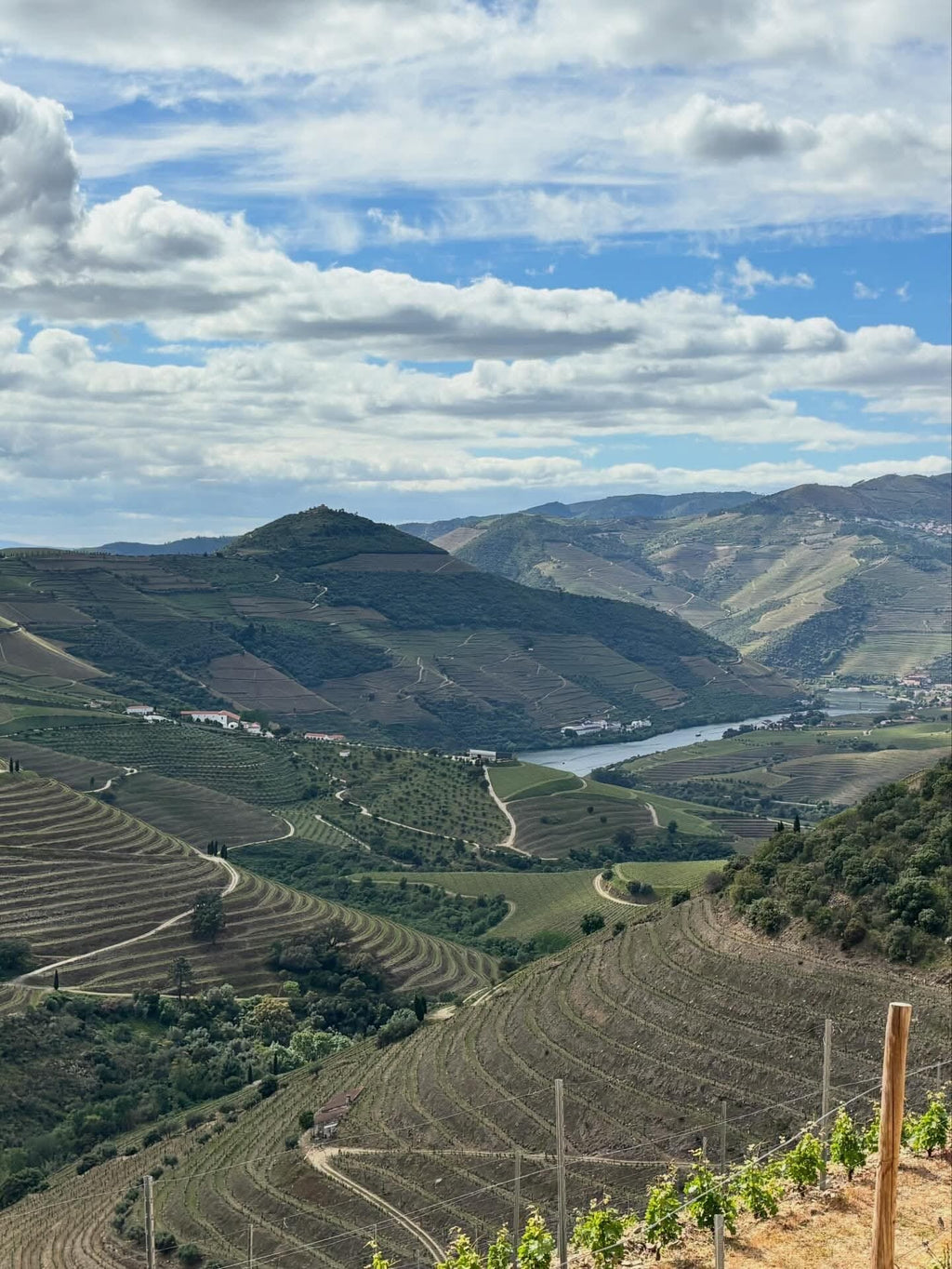 Pata d’Urso Branco 2020 | Concentrated, Mineral & Rare