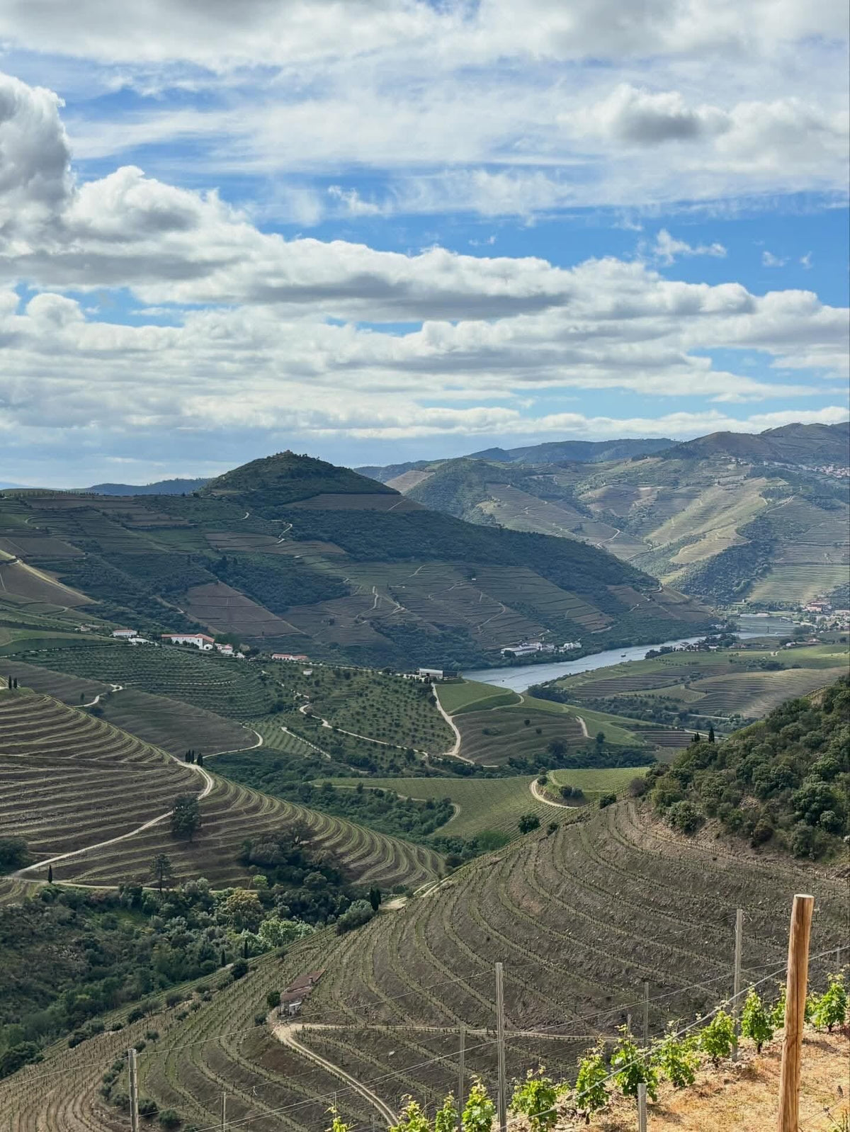 Pata d’Urso Branco 2020 | Concentrated, Mineral & Rare