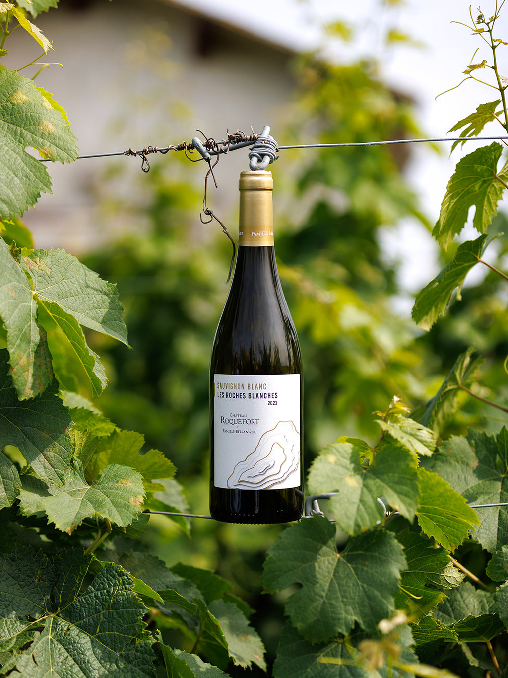 White Wine Les Roches Blanches-Chateau Roquefort