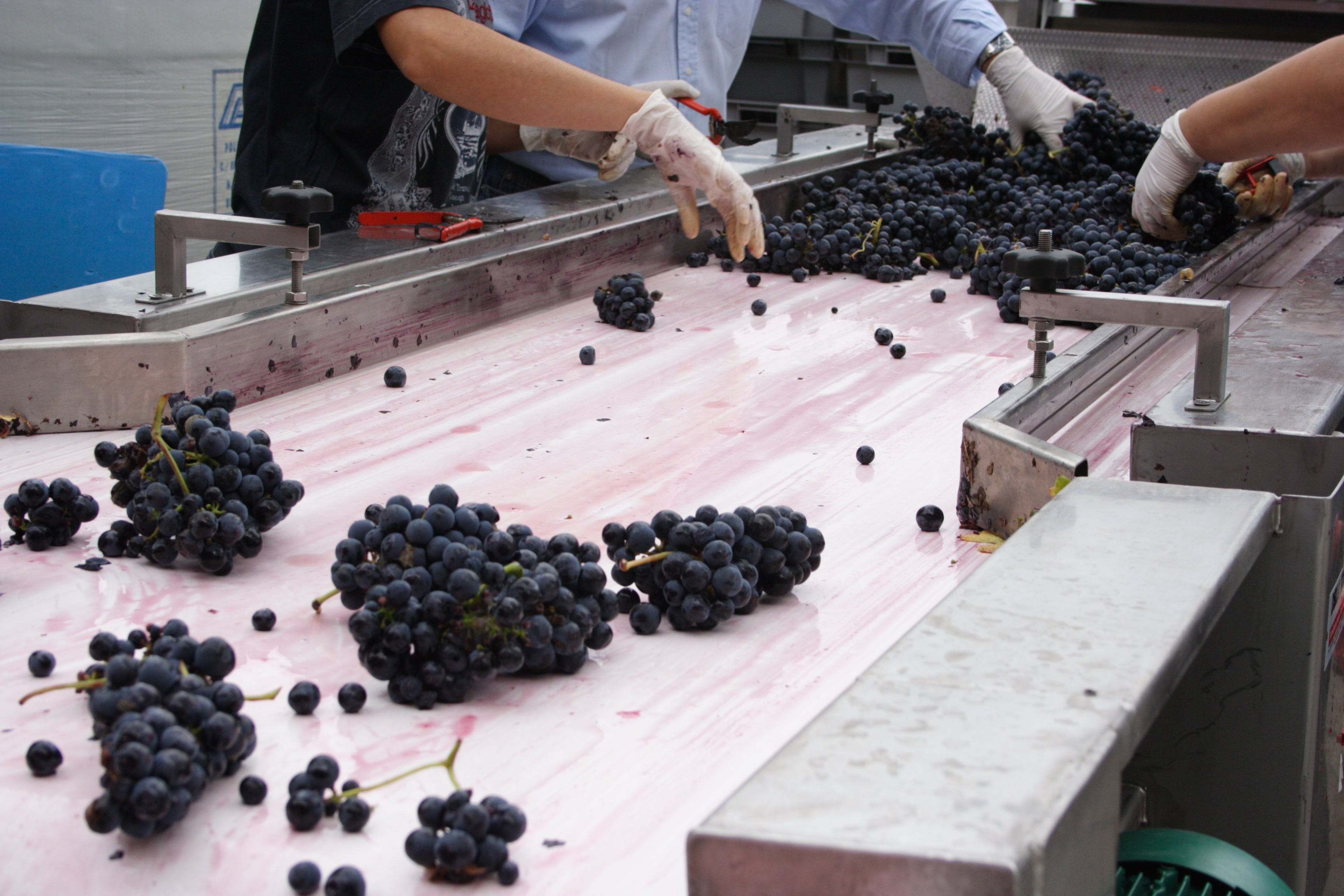 Red Wine Mileto Crianza-Bodegas Alvia
