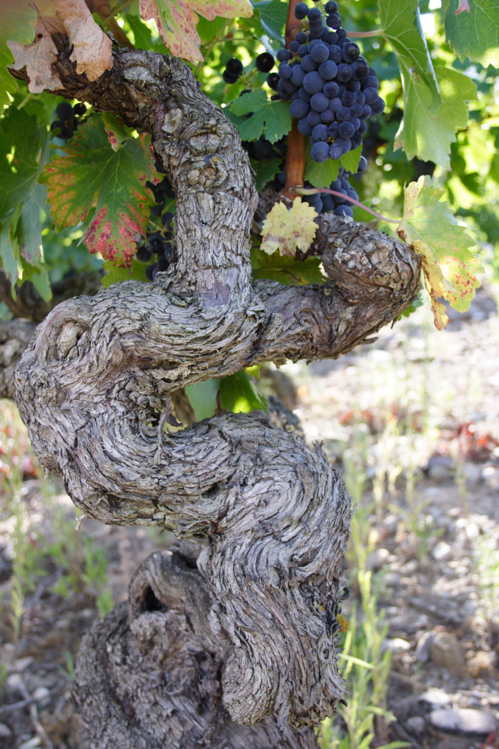 Red Wine Mileto Crianza-Bodegas Alvia