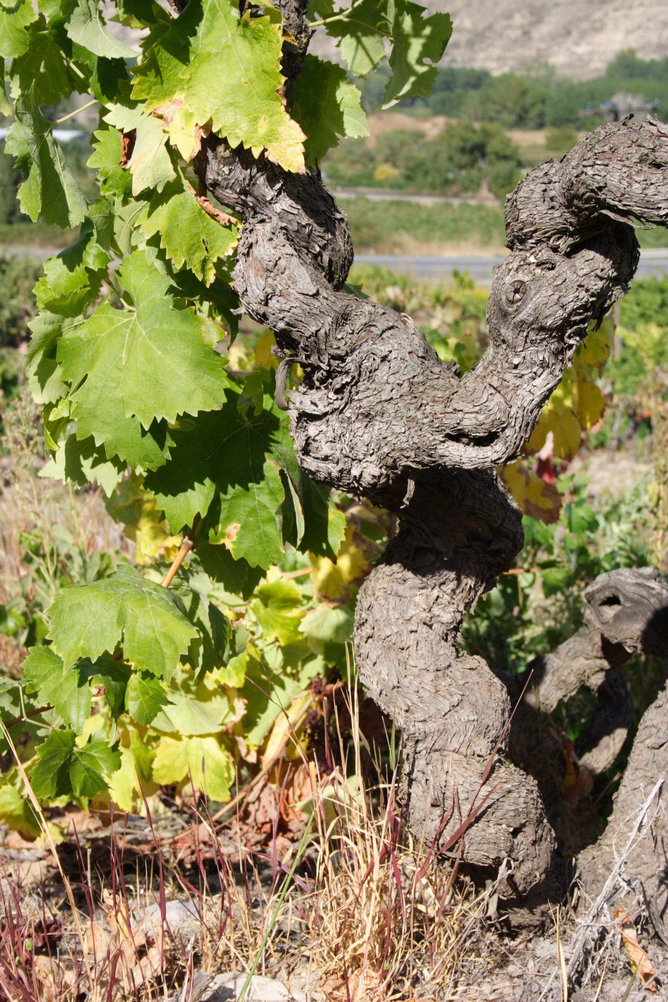 Red Wine Mileto Crianza-Bodegas Alvia