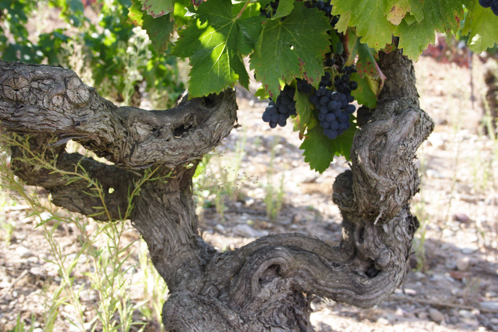 Red Wine Mileto Crianza-Bodegas Alvia