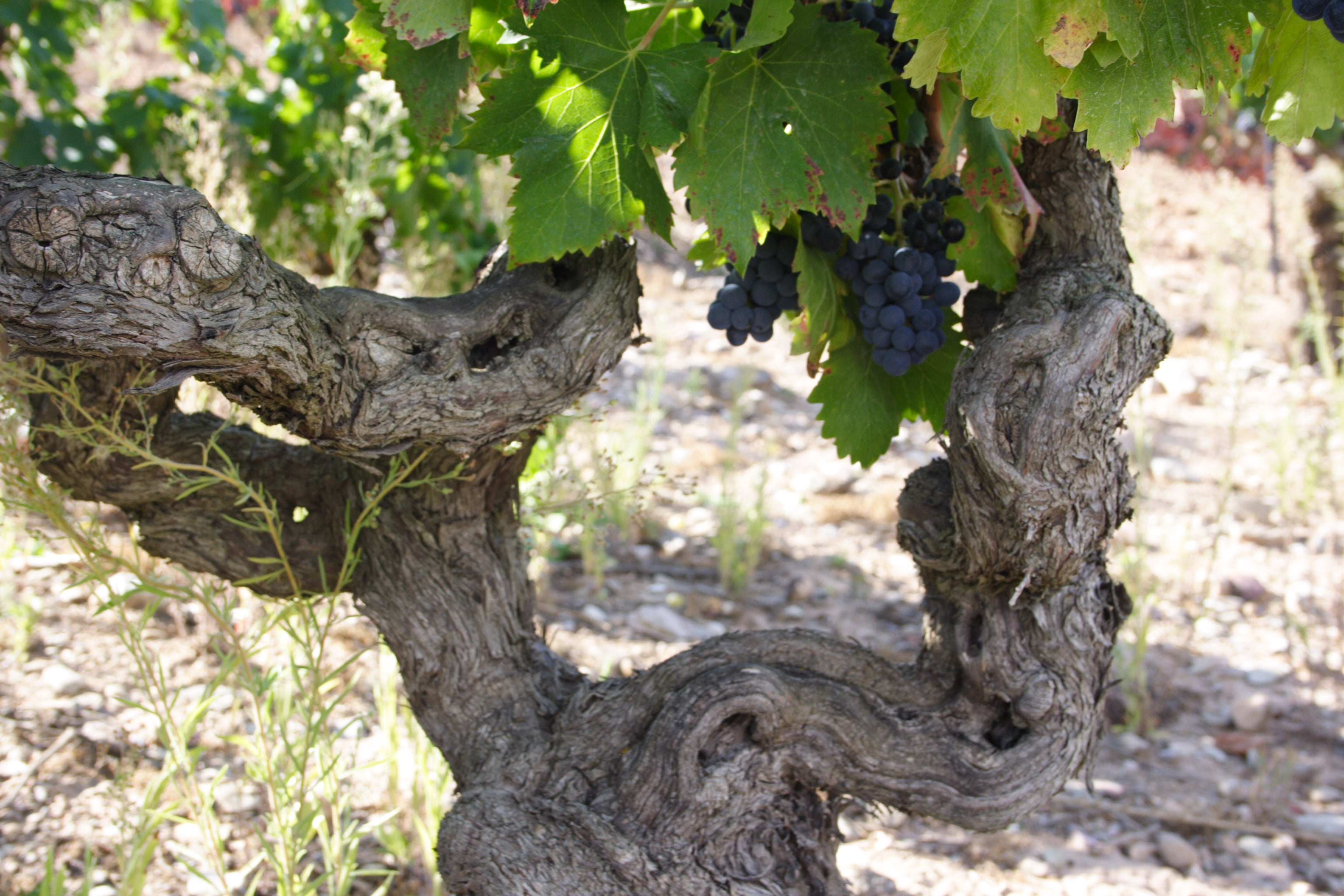 Red Wine Mileto Crianza-Bodegas Alvia