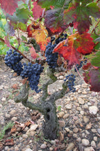 Red Wine Mileto Crianza-Bodegas Alvia