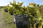 Red Wine Mileto Crianza-Bodegas Alvia