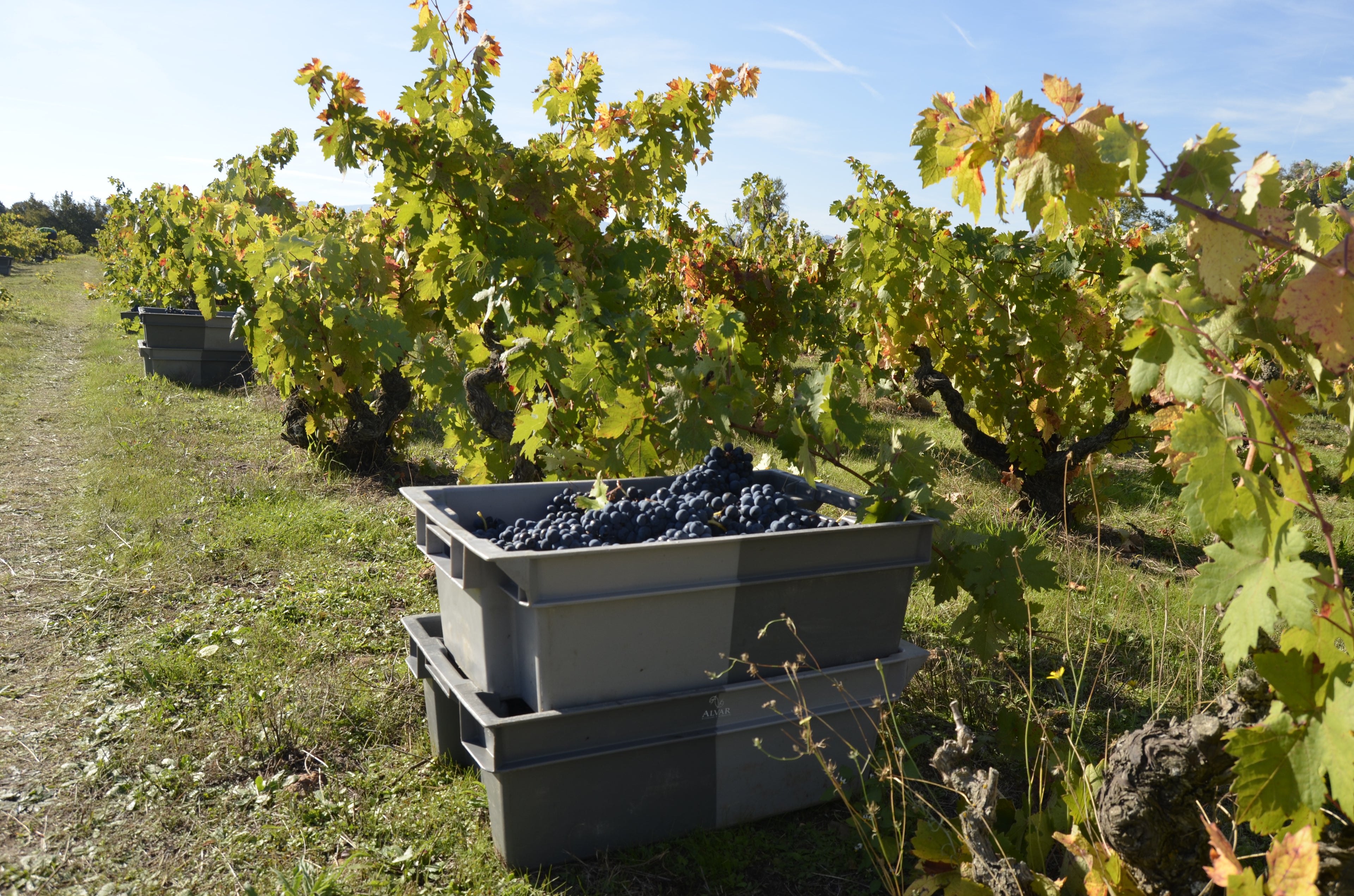 Red Wine Mileto Crianza-Bodegas Alvia