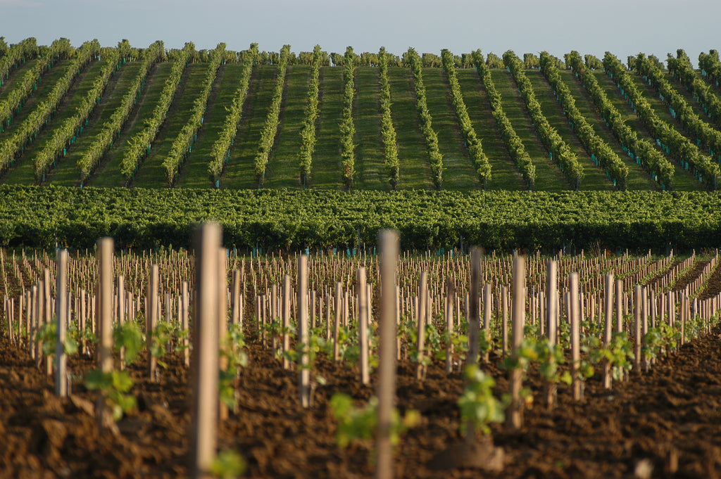 Red Wine Bordeaux Superieur 2022-Vignobles Dulon
