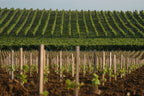 Red Wine Bordeaux Superieur 2022-Vignobles Dulon
