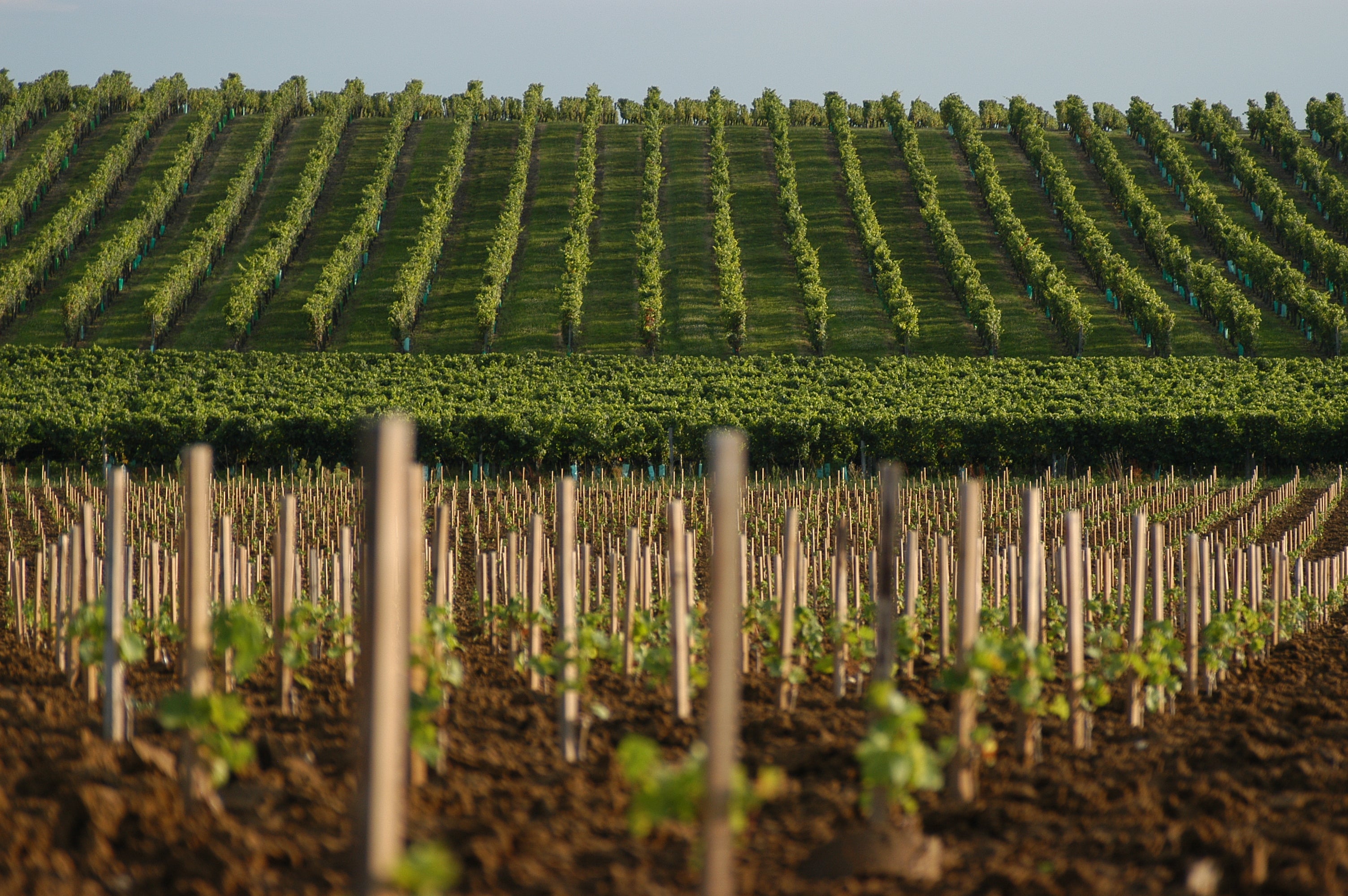 Red Wine Bordeaux Superieur 2022-Vignobles Dulon