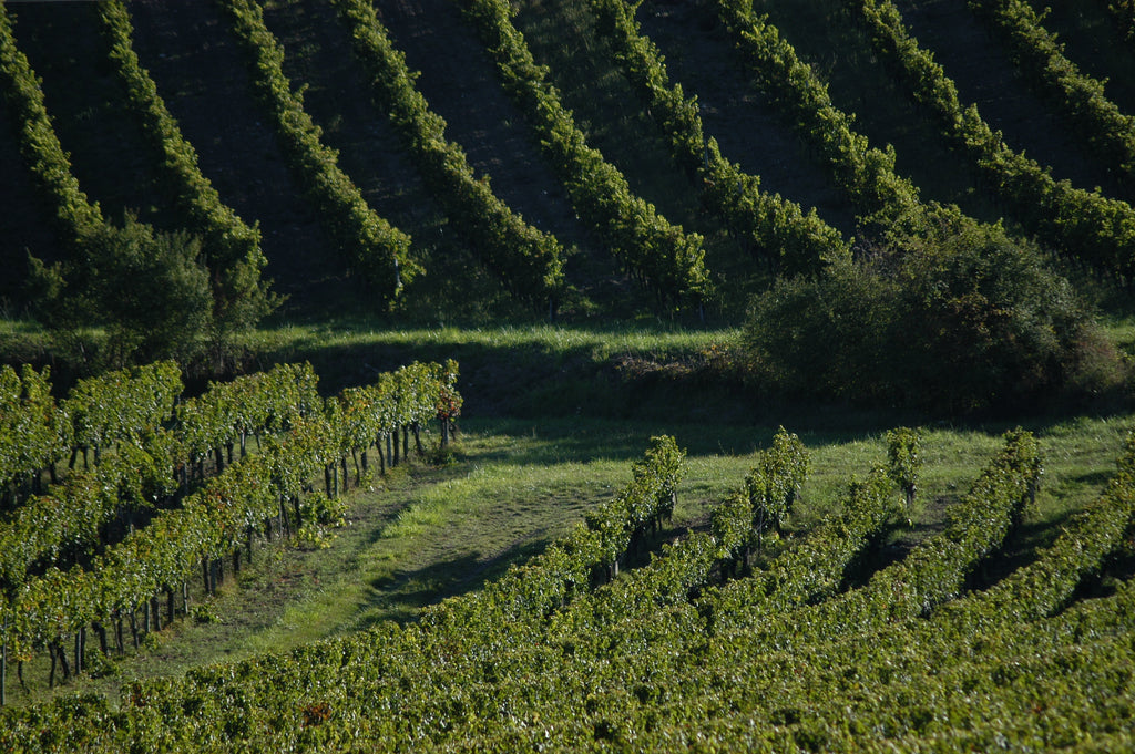 Red Wine Bordeaux Superieur 2022-Vignobles Dulon