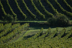 Red Wine Bordeaux Superieur 2022-Vignobles Dulon