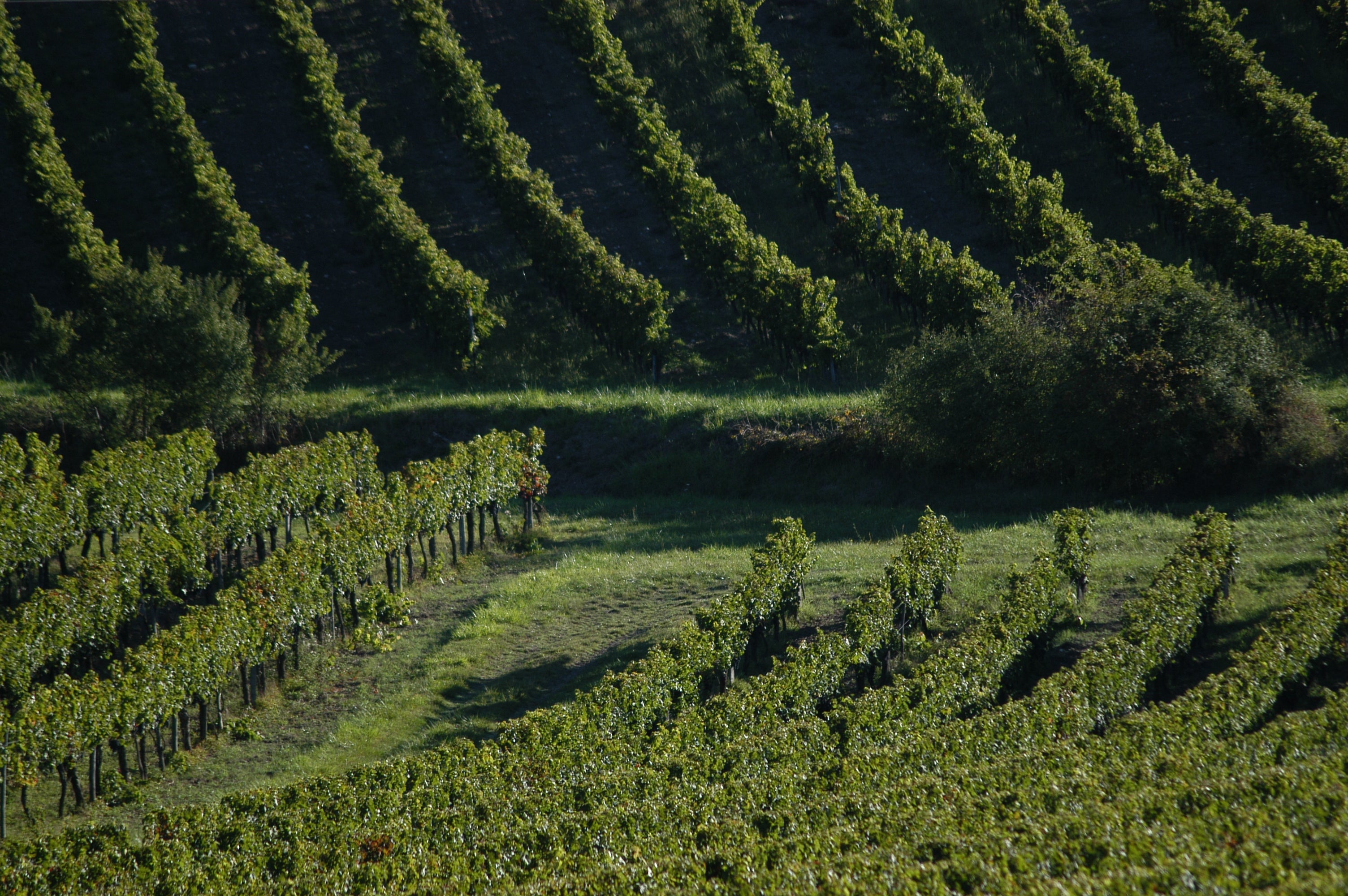 Red Wine Bordeaux Superieur 2022-Vignobles Dulon