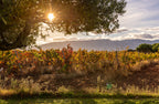 CATAY Tempranillo Blanco 2022 | Aromatic, Fresh & Mineral
