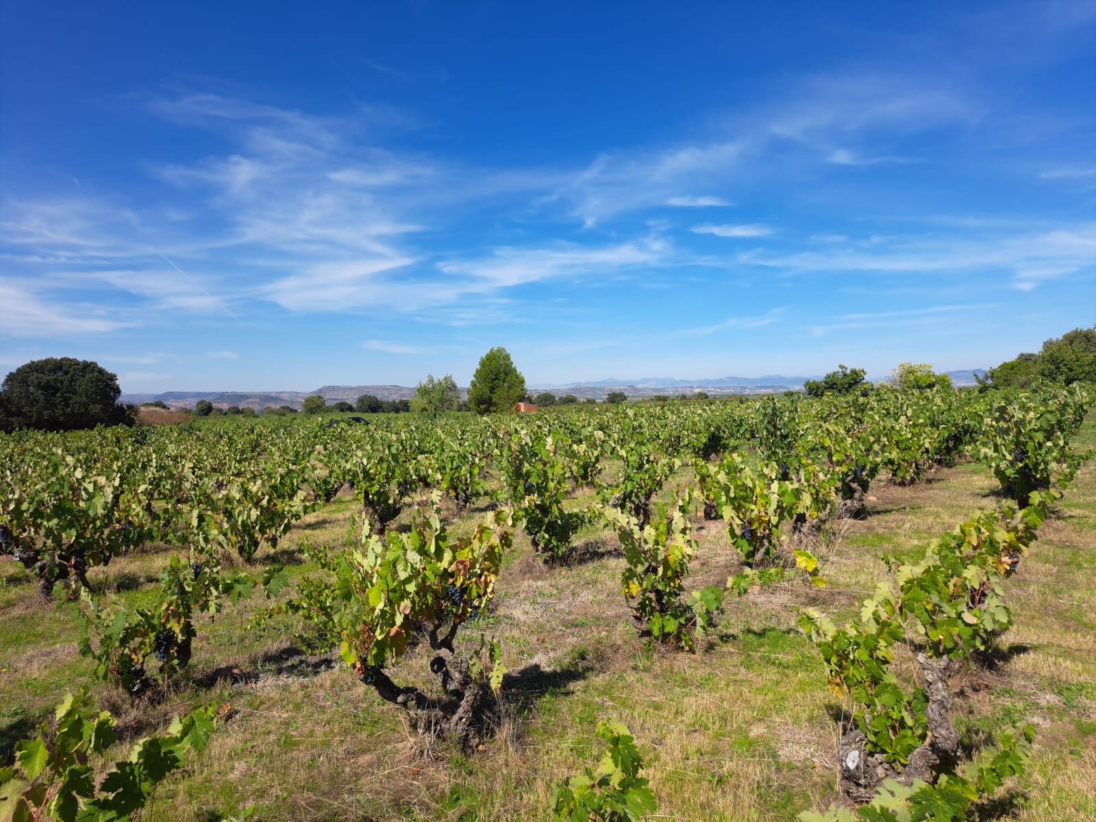 Red Wine Mileto Crianza-Bodegas Alvia
