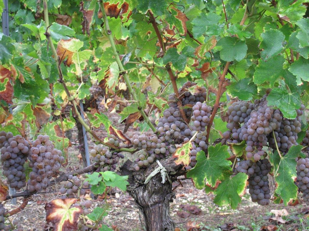 Red Wine Excellence-Vignobles Heurlier