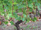 Red Wine Excellence-Vignobles Heurlier