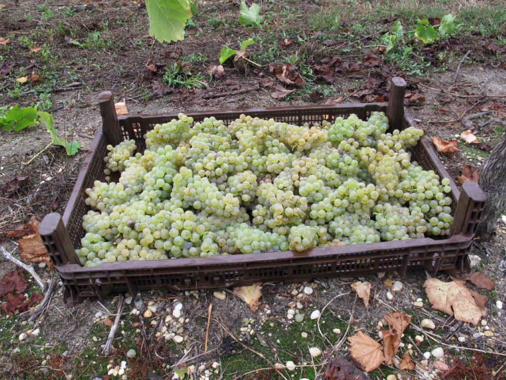 Red Wine Excellence-Vignobles Heurlier