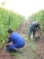 Red Wine Excellence-Vignobles Heurlier