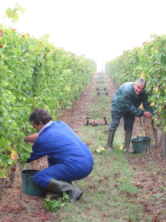 Red Wine Excellence-Vignobles Heurlier