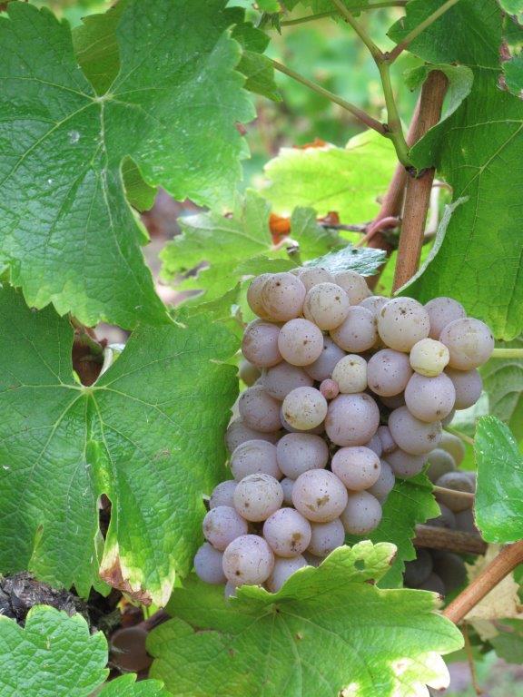 Red Wine Excellence-Vignobles Heurlier