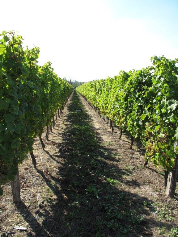 Red Wine Excellence-Vignobles Heurlier