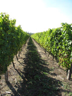 Red Wine Excellence-Vignobles Heurlier