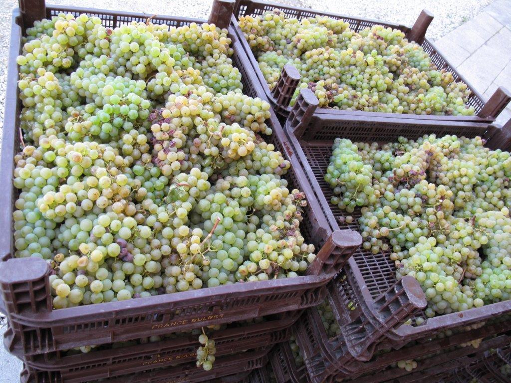 Red Wine Excellence-Vignobles Heurlier