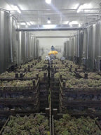 Red Wine Excellence-Vignobles Heurlier