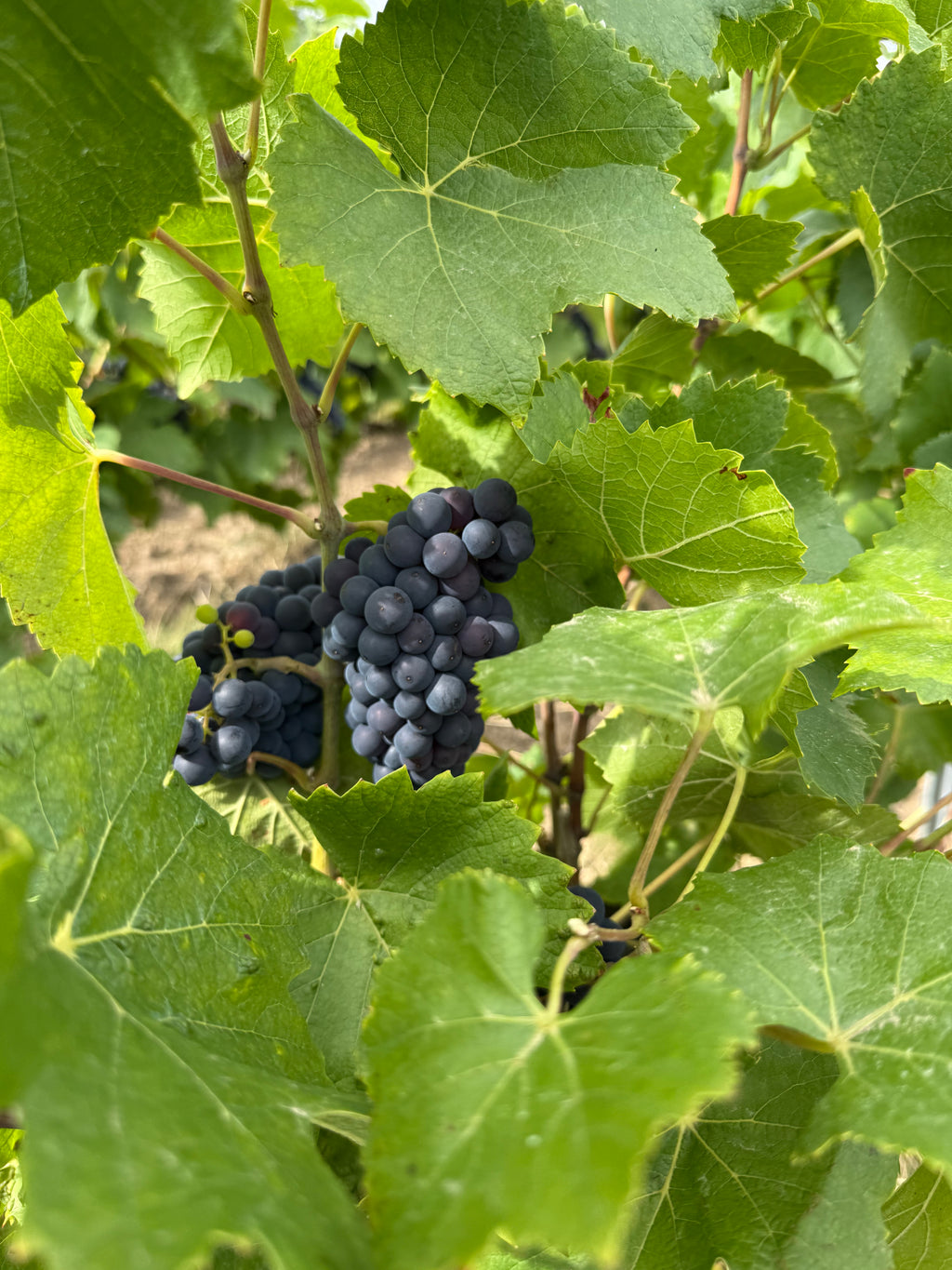 Champagne 100% Meunier Premier Cru - Roger Manceaux