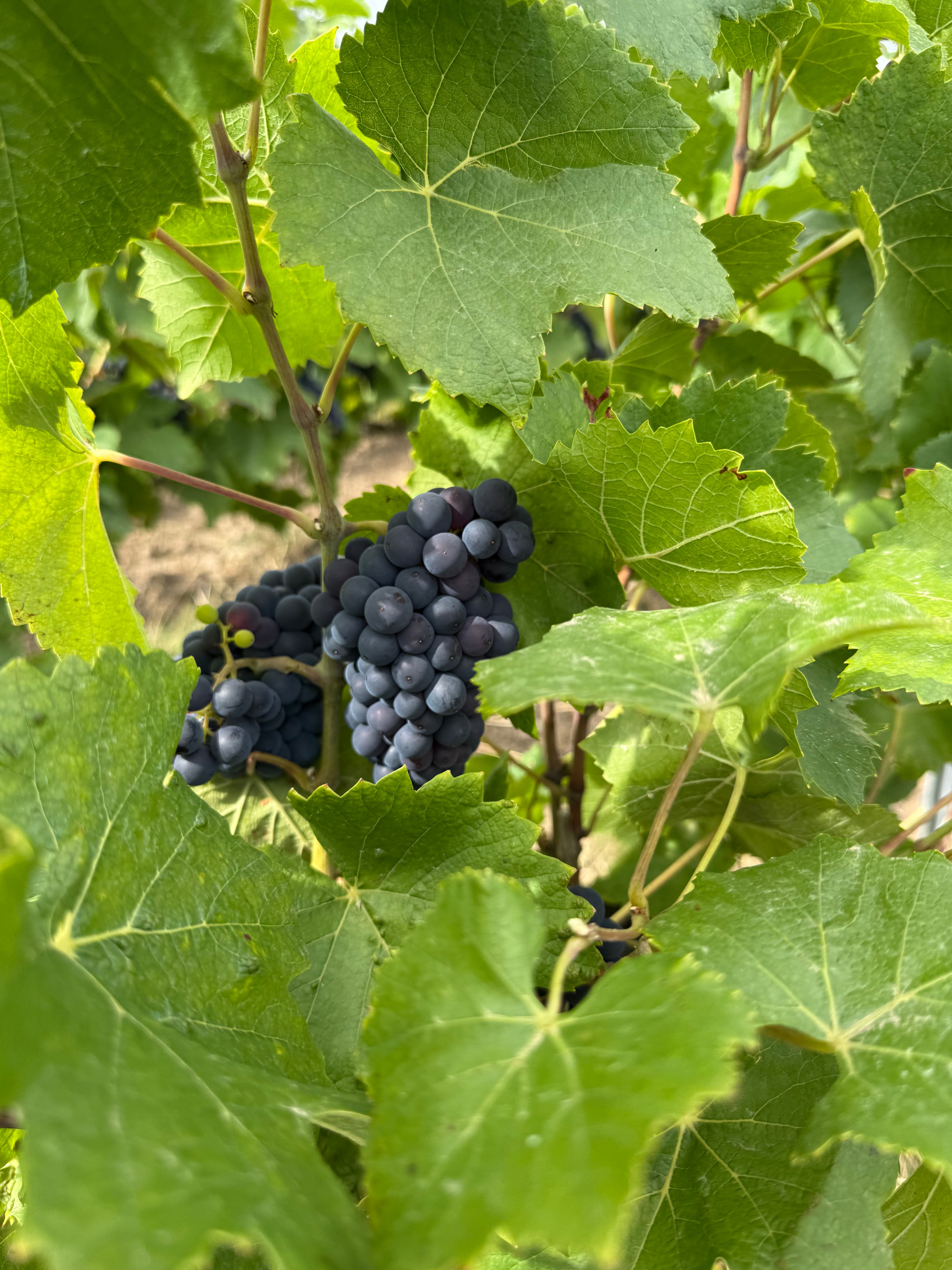 Champagne 100% Meunier Premier Cru - Roger Manceaux
