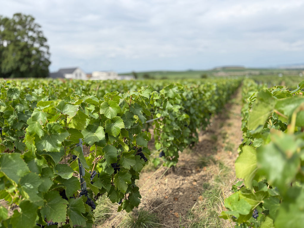 Champagne 100% Meunier Premier Cru - Roger Manceaux