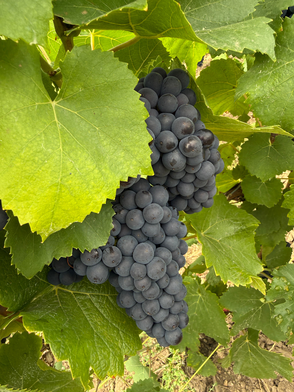 Champagne 100% Meunier Premier Cru - Roger Manceaux