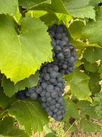 Champagne 100% Meunier Premier Cru - Roger Manceaux