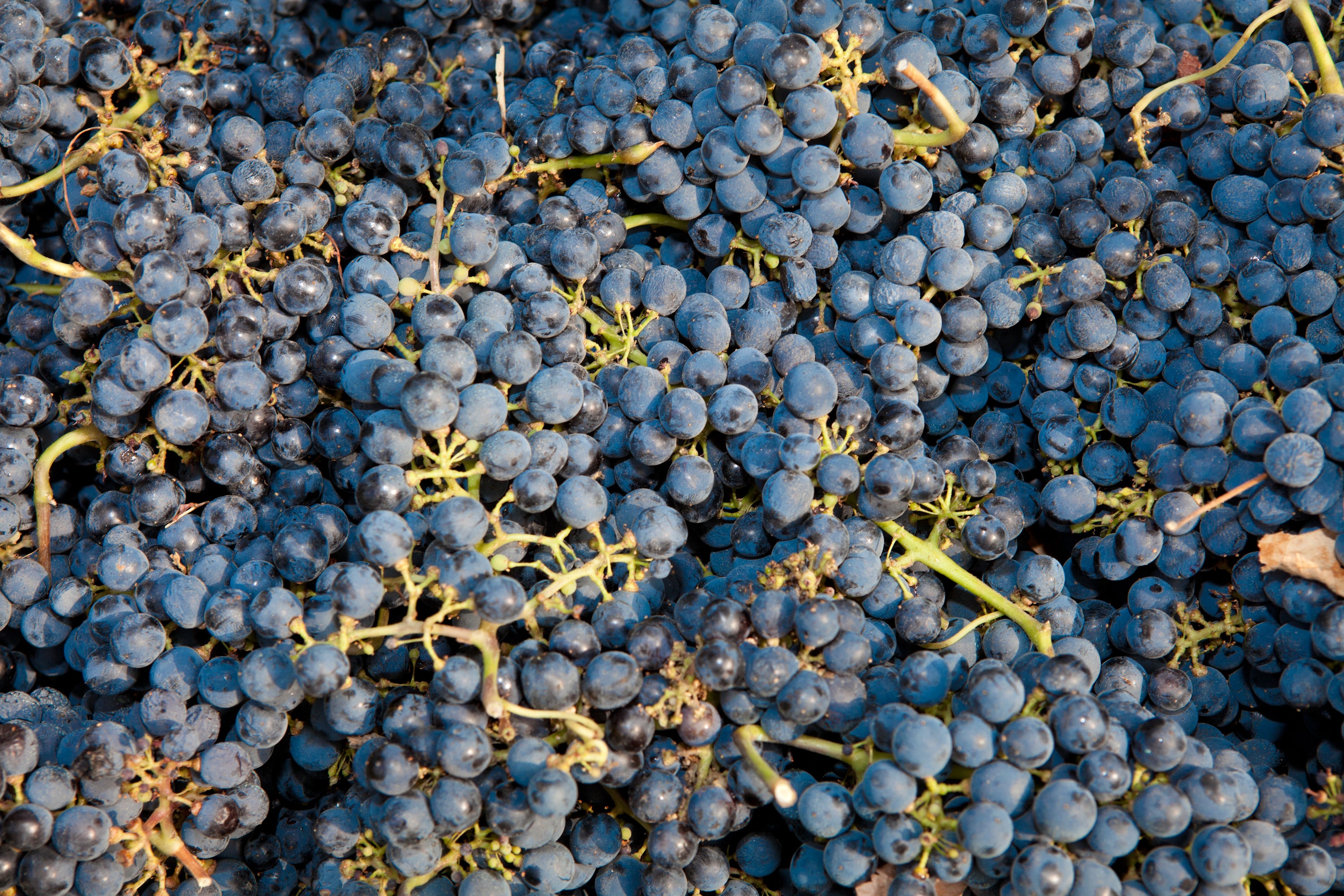 Red Wine Joana-Cellar San Rafel
