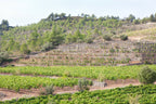 Red Wine Joana-Cellar San Rafel