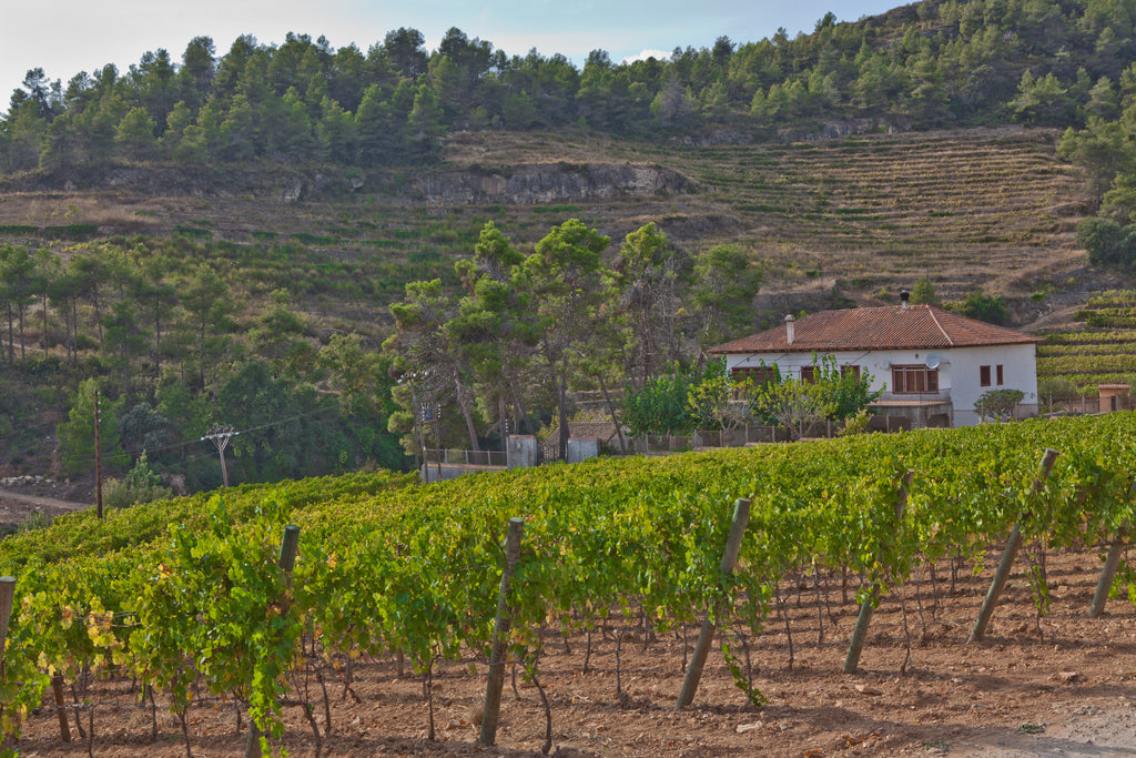 Red Wine Joana-Cellar San Rafel