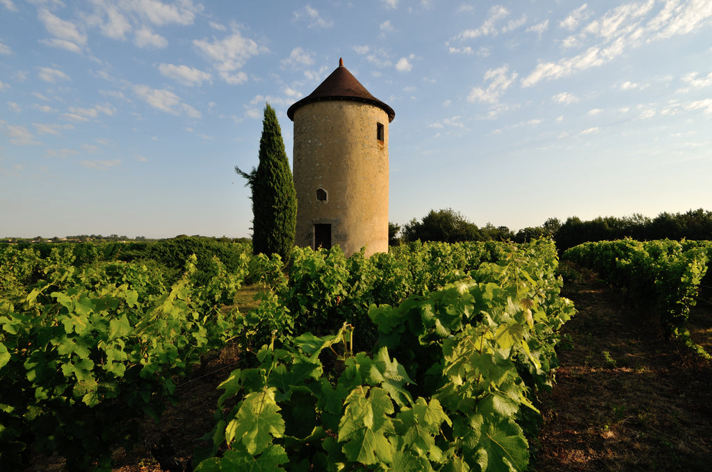 Red Wine Bordeaux Superieur 2022-Vignobles Dulon