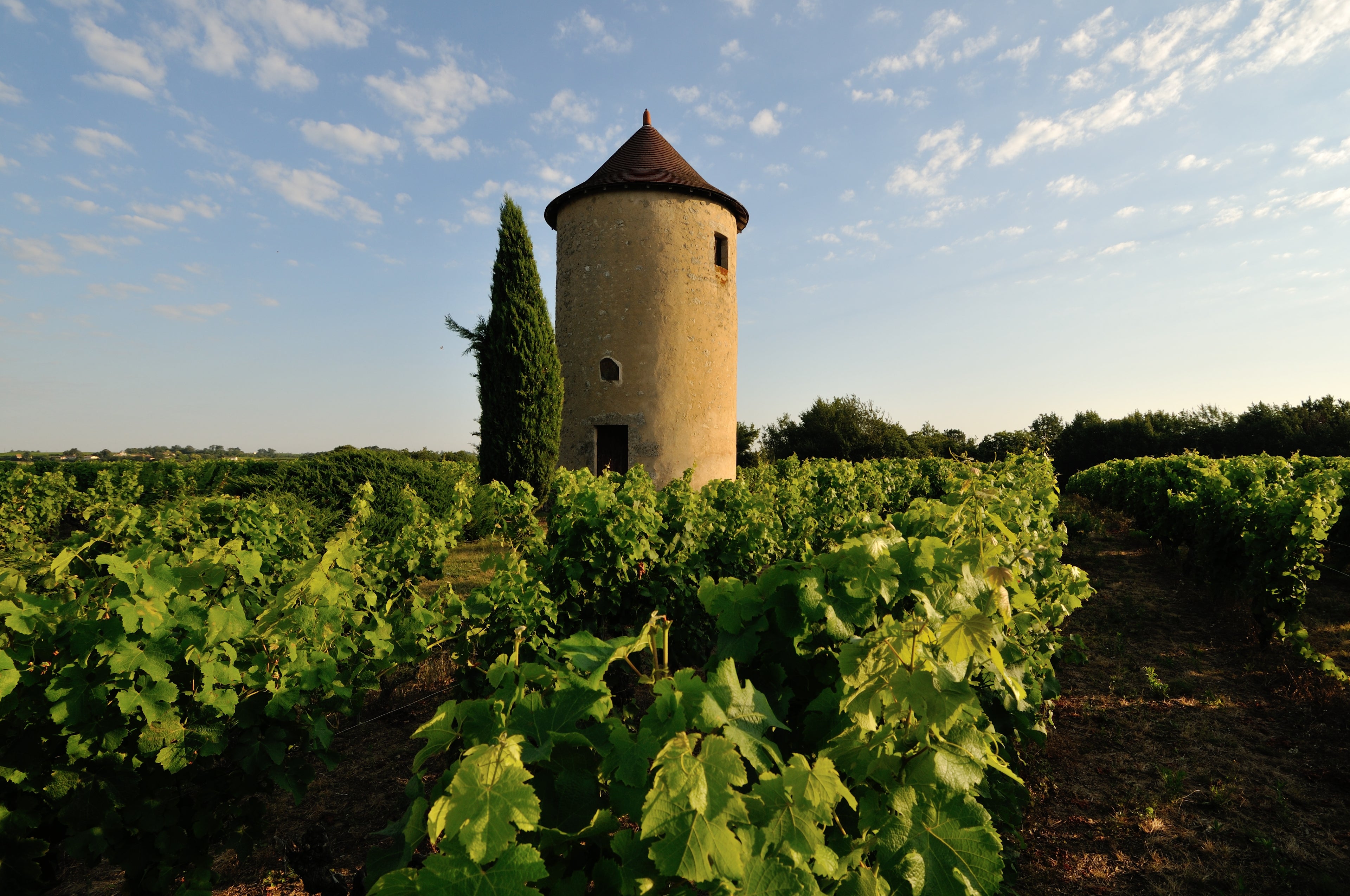 Red Wine Bordeaux Superieur 2022-Vignobles Dulon