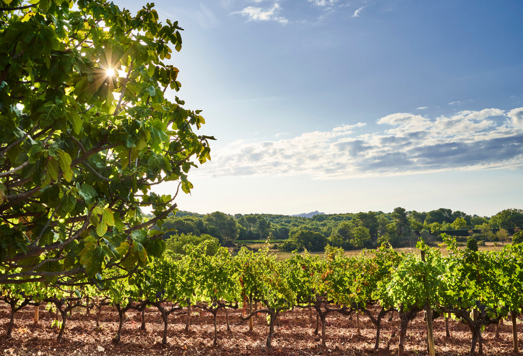 Rose Wine Garance-Chateau de la Gaude