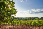 Rose Wine Garance-Chateau de la Gaude